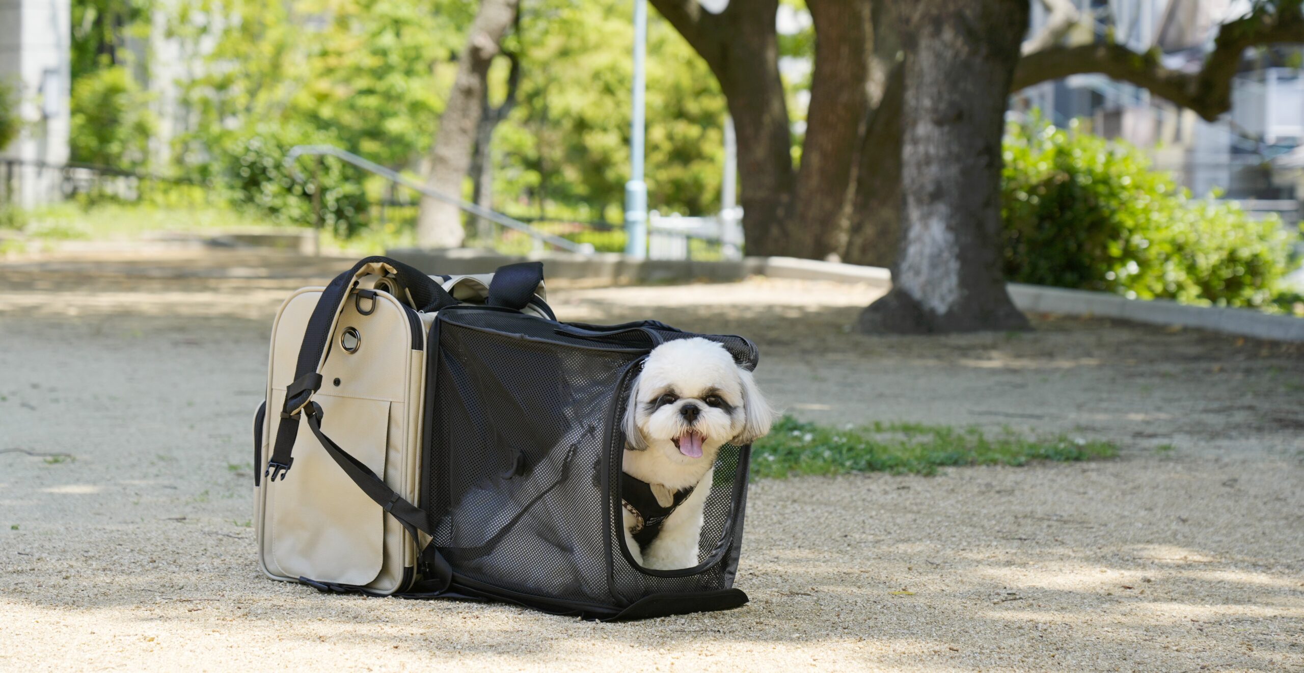 キャリーバッグ Modern | PFI